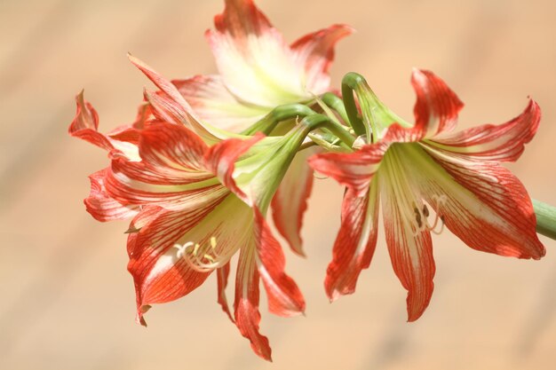 Primer plano de una planta con flores rojas