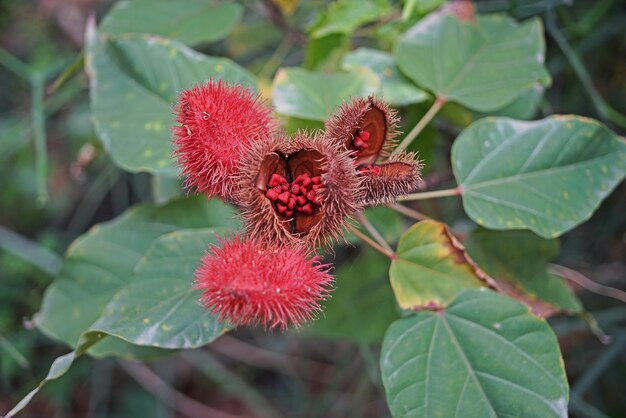 Primer plano de una planta con flores rojas