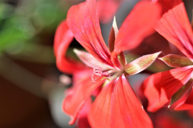 Foto primer plano de una planta con flores rojas