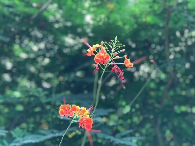 Foto primer plano de una planta con flores rojas