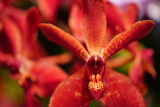 Primer plano de una planta con flores rojas