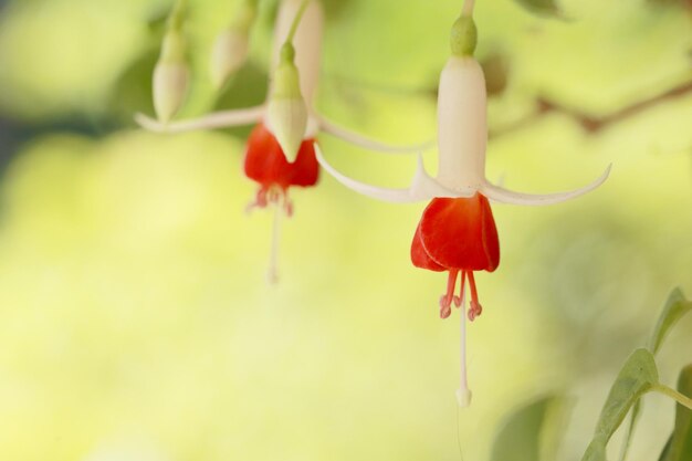 Foto primer plano de una planta con flores rojas