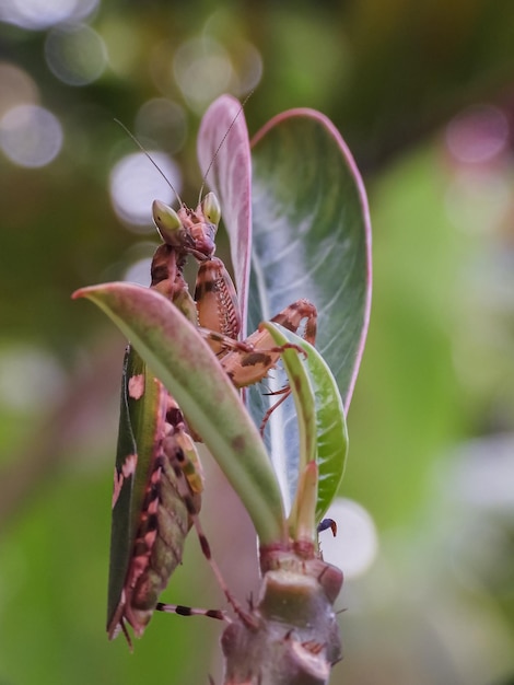 Foto primer plano de una planta con flores rojas