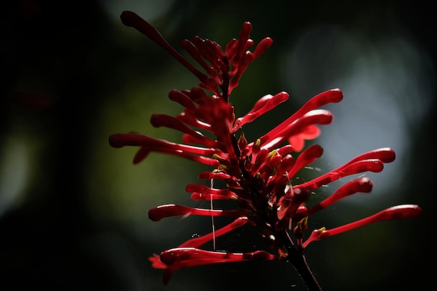 Foto primer plano de una planta con flores rojas