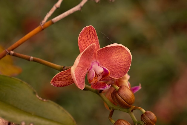 Primer plano de una planta con flores rojas