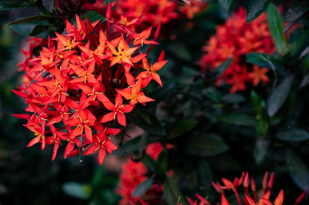 Foto primer plano de una planta con flores rojas