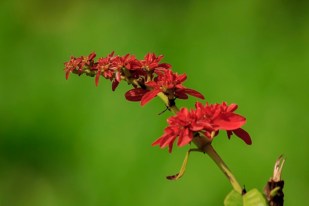 Foto primer plano de una planta con flores rojas