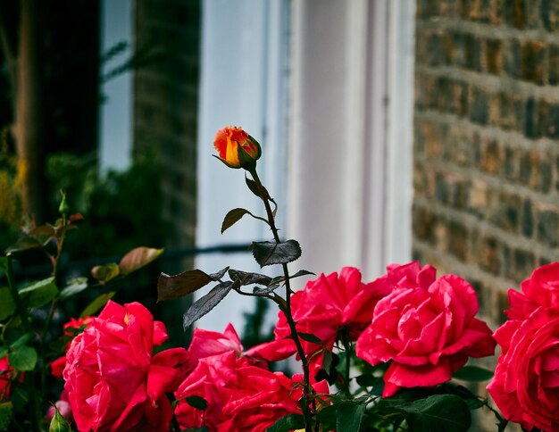 Primer plano de una planta de flores rojas