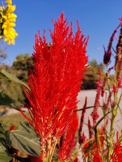 Foto primer plano de una planta con flores rojas