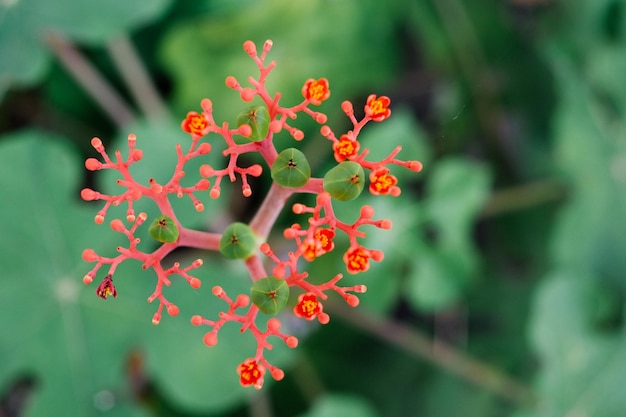 Foto primer plano de una planta con flores rojas