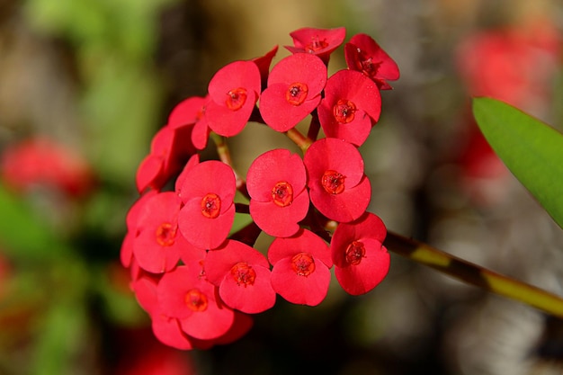 Foto primer plano de una planta con flores rojas