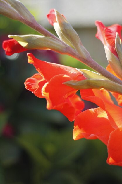 Foto primer plano de una planta de flores rojas