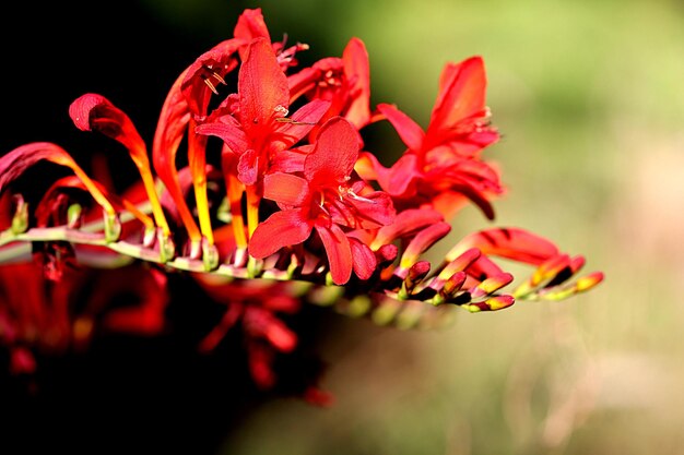 Foto primer plano de una planta con flores rojas