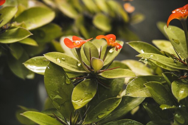 Foto primer plano de una planta con flores rojas