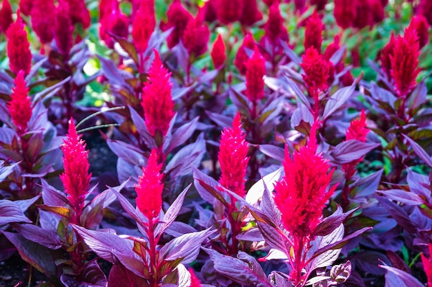 Foto primer plano de una planta con flores rojas