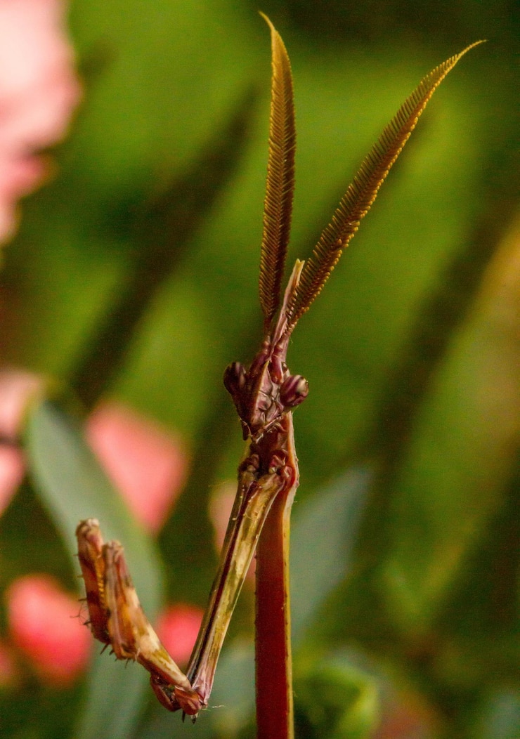 Foto primer plano de una planta con flores rojas