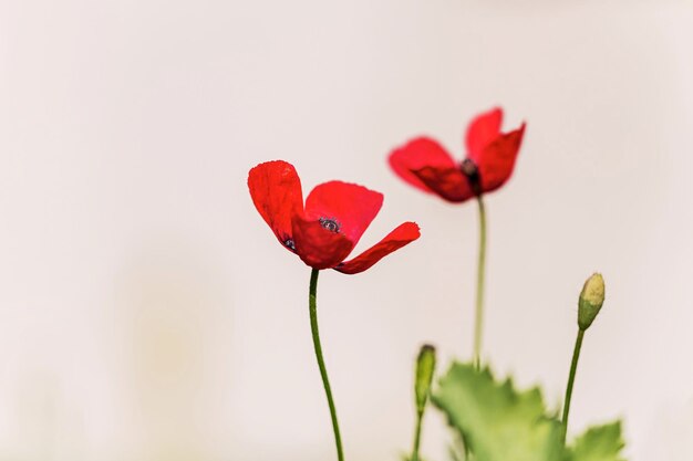 Foto primer plano de una planta con flores rojas