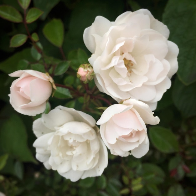 Foto primer plano de una planta con flores de rosa blanca que crece en el patio