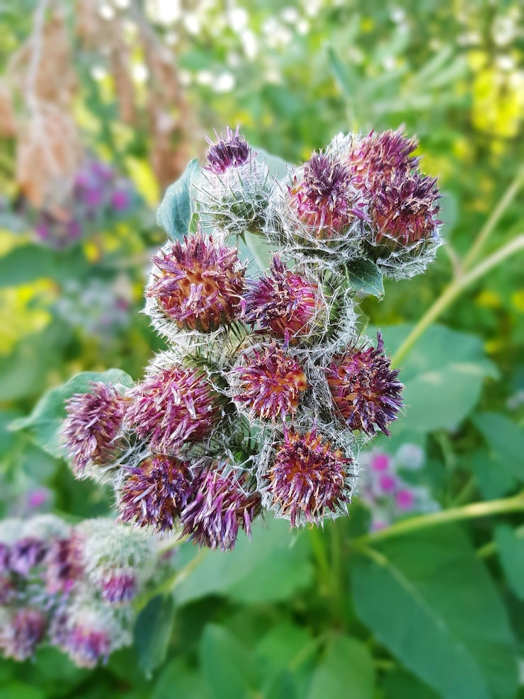 Foto un primer plano de la planta de flores rosadas arctium burdock