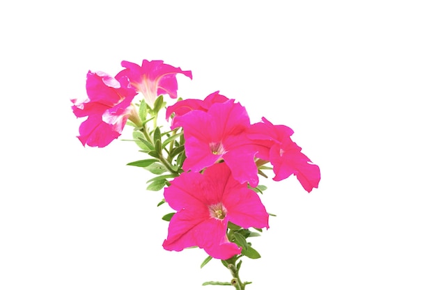 Primer plano de una planta de flores rosadas contra un fondo blanco
