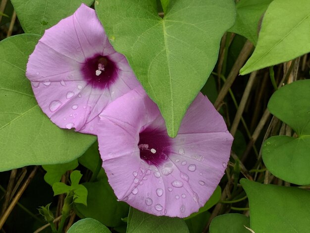 Foto primer plano de una planta con flores rosadas húmedas