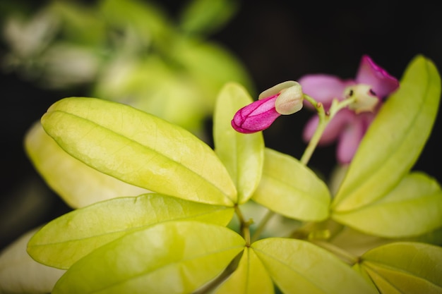 Foto primer plano de una planta con flores rosadas