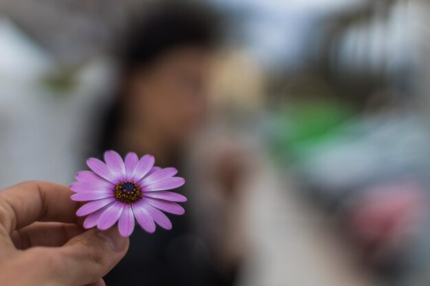 Foto primer plano de una planta con flores rosadas