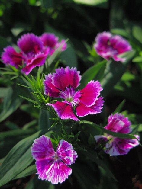 Foto primer plano de una planta con flores rosadas