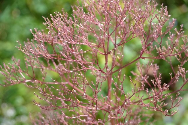 Primer plano de una planta con flores rosadas