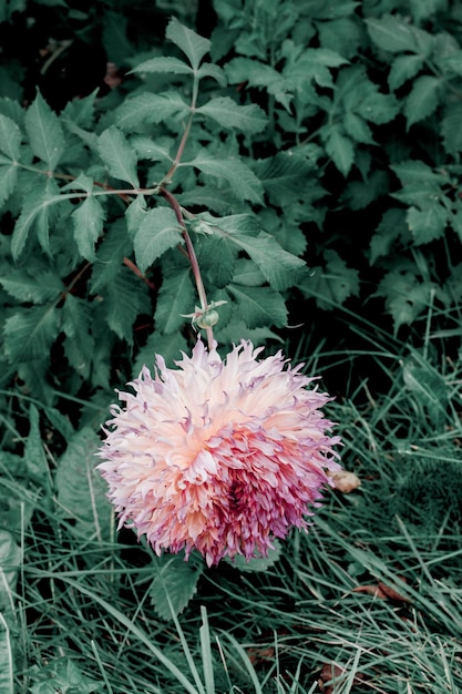 Foto primer plano de una planta con flores rosadas