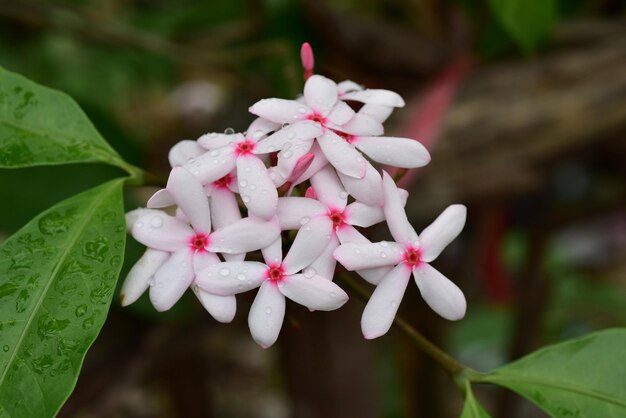 Foto primer plano de una planta con flores rosadas