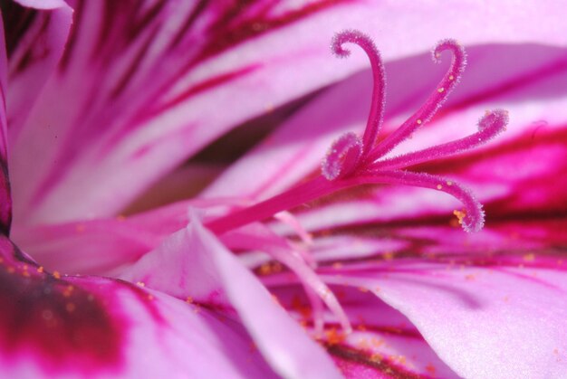 Foto primer plano de una planta con flores rosadas