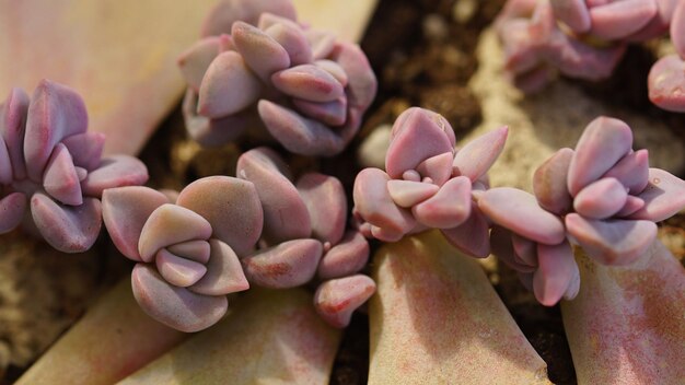 Primer plano de una planta con flores rosadas