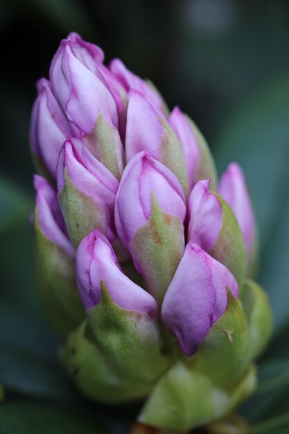 Primer plano de una planta con flores rosadas