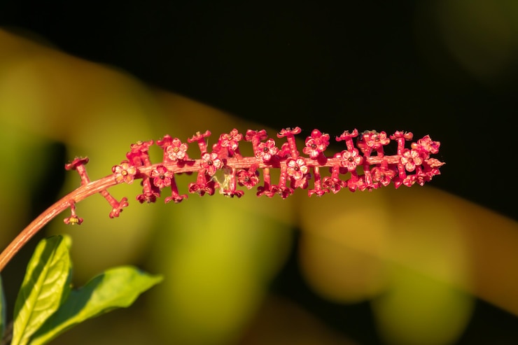 Foto primer plano de una planta con flores rosadas