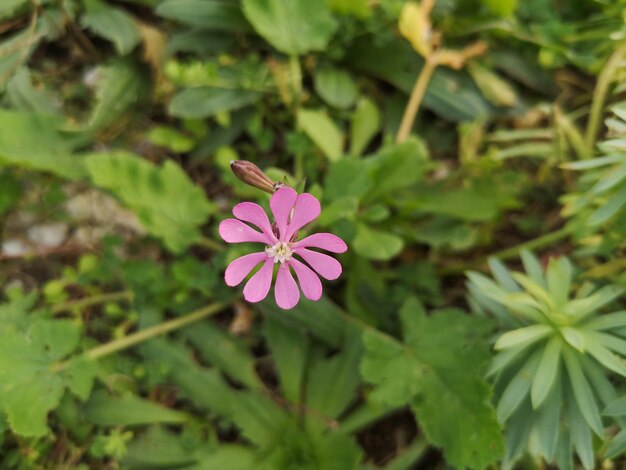 Foto primer plano de una planta con flores rosadas