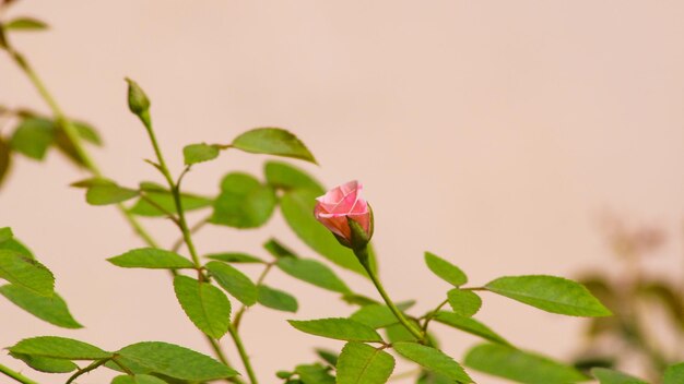 Foto primer plano de una planta con flores rosadas