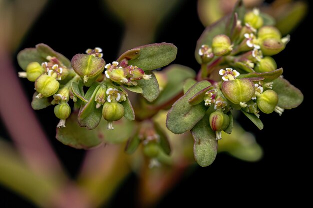 Foto primer plano de una planta con flores rosadas