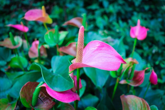 Foto primer plano de una planta con flores rosadas