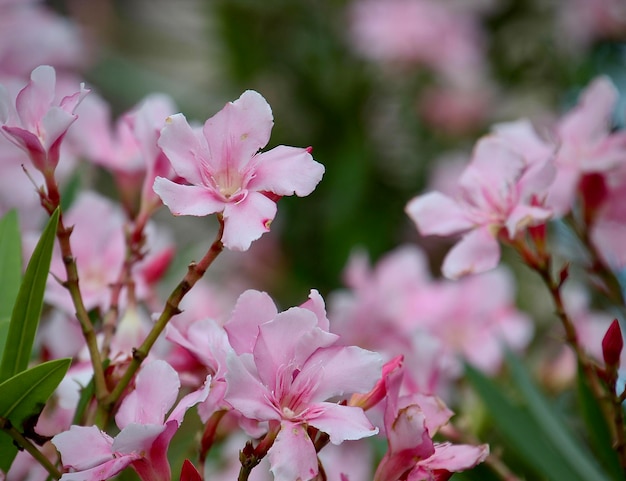 Primer plano de una planta con flores rosadas