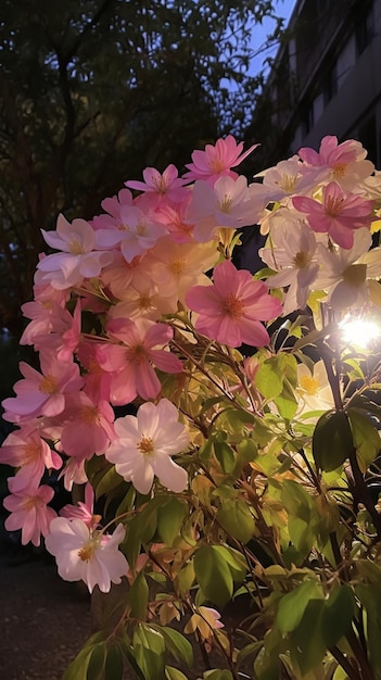 Un primer plano de una planta con flores rosas y blancas