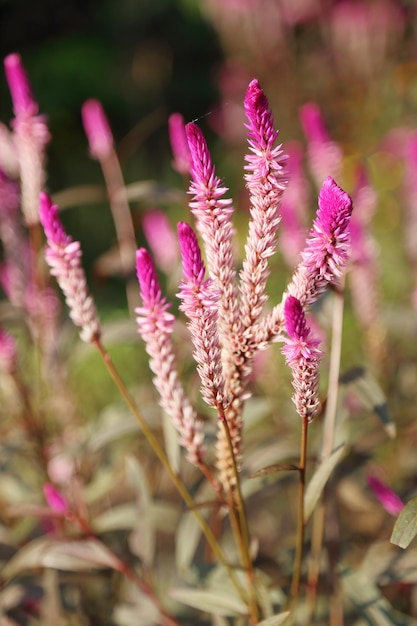 Foto primer plano de una planta con flores rosas en el campo