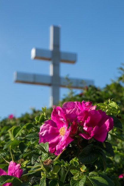 Foto primer plano de una planta con flores rosas contra el cielo