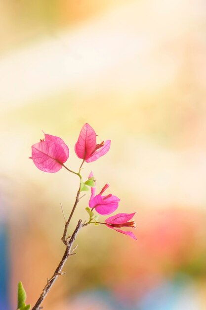 Foto primer plano de una planta con flores rosas contra el cielo