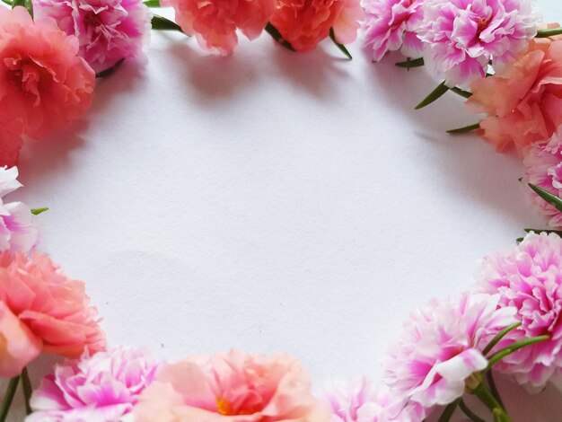 Primer plano de una planta con flores rosas contra un fondo blanco