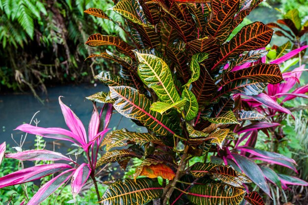 Foto primer plano de una planta con flores rosas junto al agua