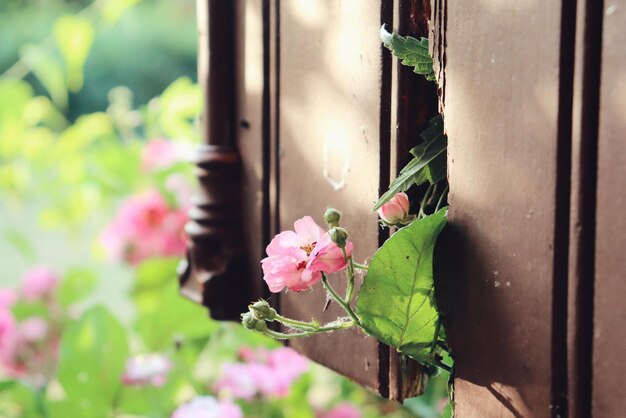 Primer plano de una planta con flores rosas junto a la ventana