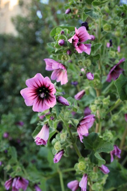 Foto primer plano de una planta con flores rosas en un parque