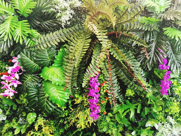 Foto primer plano de una planta con flores rosas