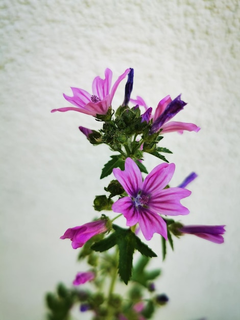 Foto primer plano de una planta con flores rosas